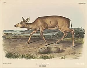 Black-Tailed Deer
