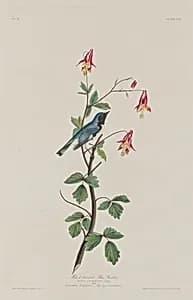 Black-throated Blue Warbler by Robert Havell after John James Audubon