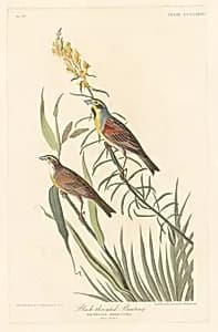 Black-throated Bunting by Robert Havell after John James Audubon