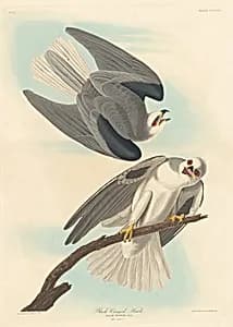 Black-winged Hawk by Robert Havell after John James Audubon