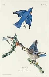 Blue-Bird by Robert Havell after John James Audubon