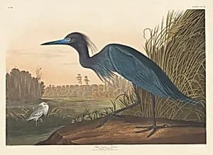 Blue Crane or Heron by Robert Havell after John James Audubon