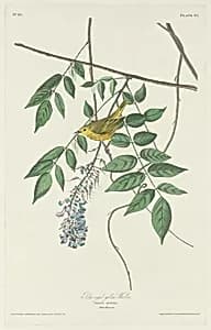 Blue-eyed Yellow Warbler by Robert Havell after John James Audubon