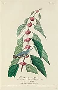 Blue-green Warbler by Robert Havell after John James Audubon