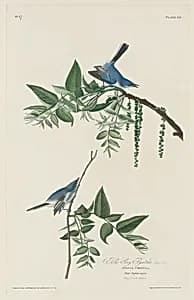 Blue-grey Flycatcher by Robert Havell after John James Audubon