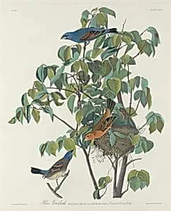 Blue Grosbeak by Robert Havell after John James Audubon