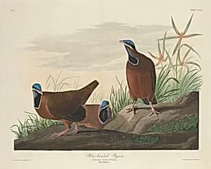 Blue-headed Pigeon by Robert Havell after John James Audubon