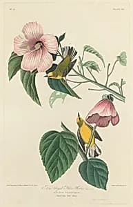 Blue-winged Yellow Warbler by Robert Havell after John James Audubon