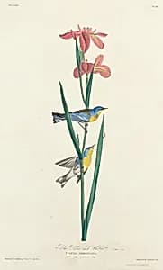 Blue Yellow-backed Warbler by Robert Havell after John James Audubon