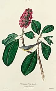 Bonaparte Fly Catcher by William Home Lizars after John James Audubon