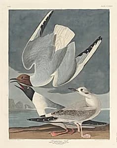 Bonapartian Gull by Robert Havell after John James Audubon