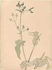 Botanical-Milt by Karel Vitezslav Masek
