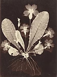 Botanical Photogram by Unknown 19th Century