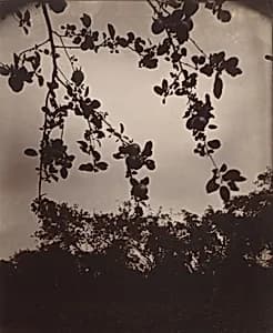 Branche de pommier by Eugène Atget