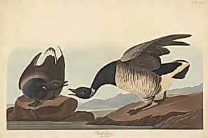 Brant Goose by Robert Havell after John James Audubon