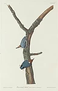 Brown-Headed Nuthatch by Robert Havell after John James Audubon