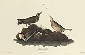 Brown Lark