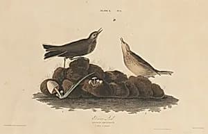 Brown Lark