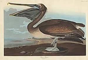 Brown Pelican by Robert Havell after John James Audubon