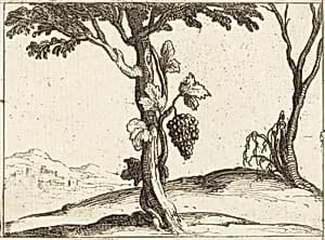 Bunch of Grapes by Jacques Callot