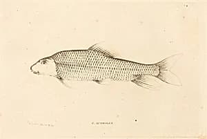 C. Aureolus