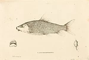C. Macrolepidotus