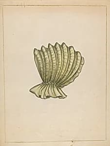 Calash
