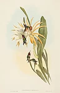 Calothorax heliodori