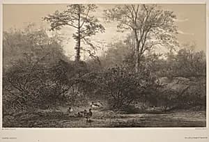 Canards Sauvages by Karl Bodmer