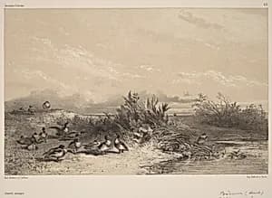 Canards Sauvages by Karl Bodmer