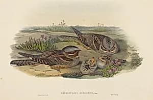 Caprimulgus europaeus (Nightjar)