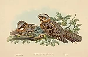 Caprimulgus Ruficollis by John Gould and H.C. Richter