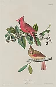 Cardinal Grosbeak by Robert Havell after John James Audubon
