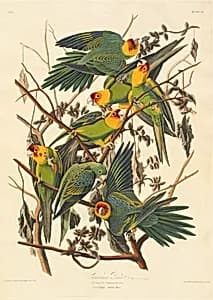 Carolina Parrot by Robert Havell after John James Audubon
