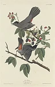 Cat Bird by Robert Havell after John James Audubon