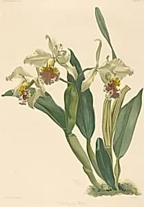 Cattleya Rex
