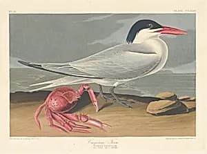 Cayenne Tern by Robert Havell after John James Audubon