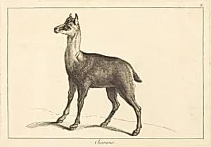 Chamois (Chamois)