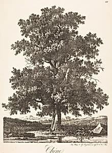 Chene (Oak Tree) by Antoine-Pierre Mongin