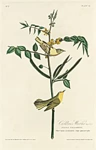 Children's Warbler by Robert Havell after John James Audubon