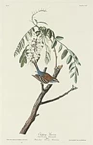 Chipping Sparrow by Robert Havell after John James Audubon