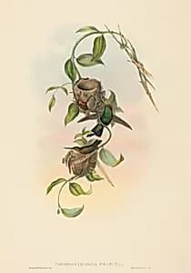 Chlorostilbona prasina (Puncheran's Emerald)