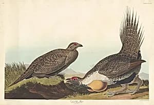 Cock of the Plains by Robert Havell after John James Audubon