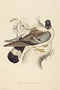 Columba Leuconota (Snow Pigeon)