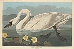 Common American Swan by Robert Havell after John James Audubon