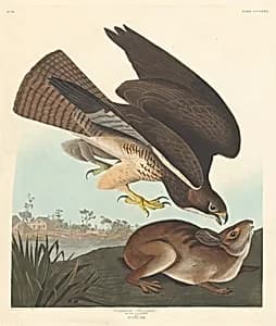 Common Buzzard by Robert Havell after John James Audubon