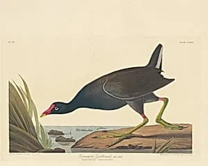 Common Gallinule by Robert Havell after John James Audubon
