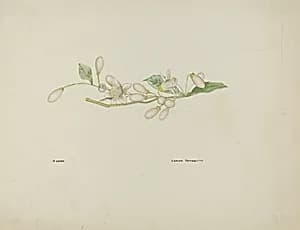 Costume Accessory (Orange Blossoms)