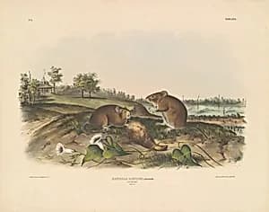 Cotton Rat by John T. Bowen, after John James Audubon