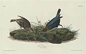 Cow Bunting by Robert Havell after John James Audubon